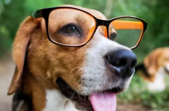 Gadget per animali domestici intelligenti per il sollievo dallo stress e la gestione dell’ansia