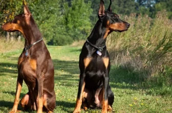 Come i sensori intelligenti possono migliorare la tua comprensione del comportamento del tuo animale domestico