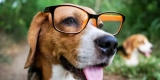 Gadget per animali domestici intelligenti per il sollievo dallo stress e la gestione dell’ansia